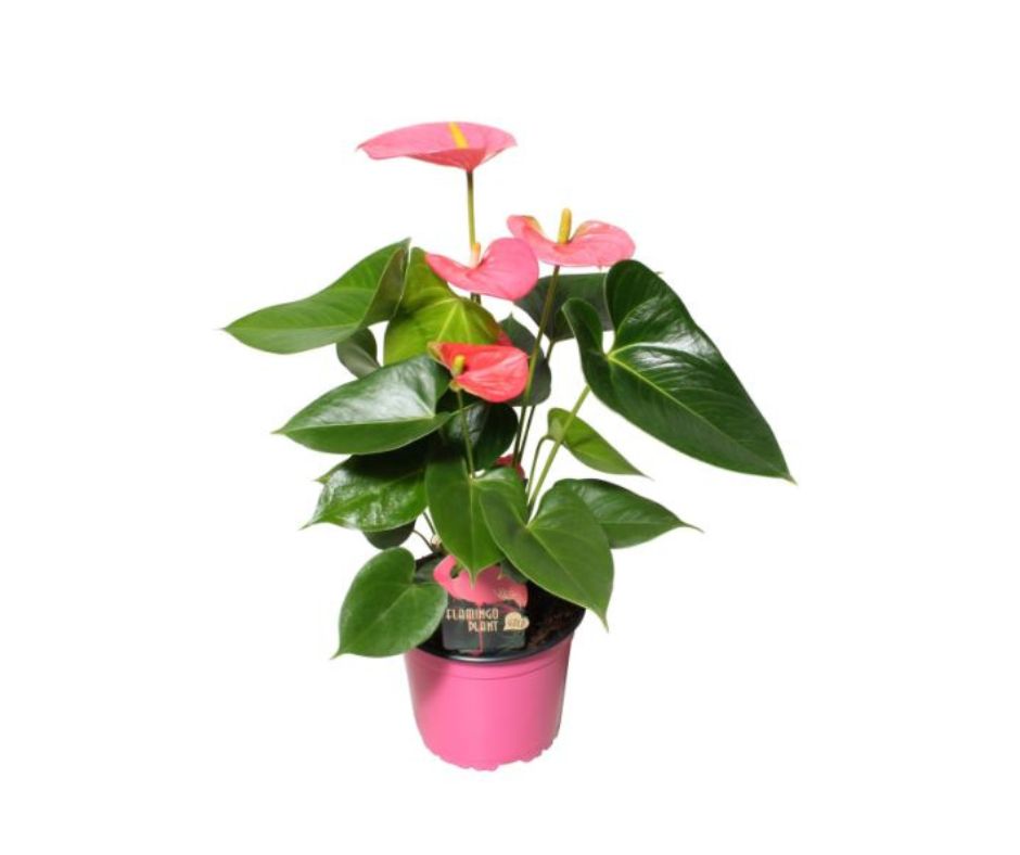 Anthurium andr Arisa Pink