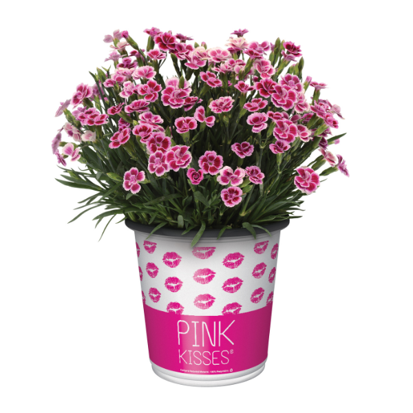 Dianthus Mix