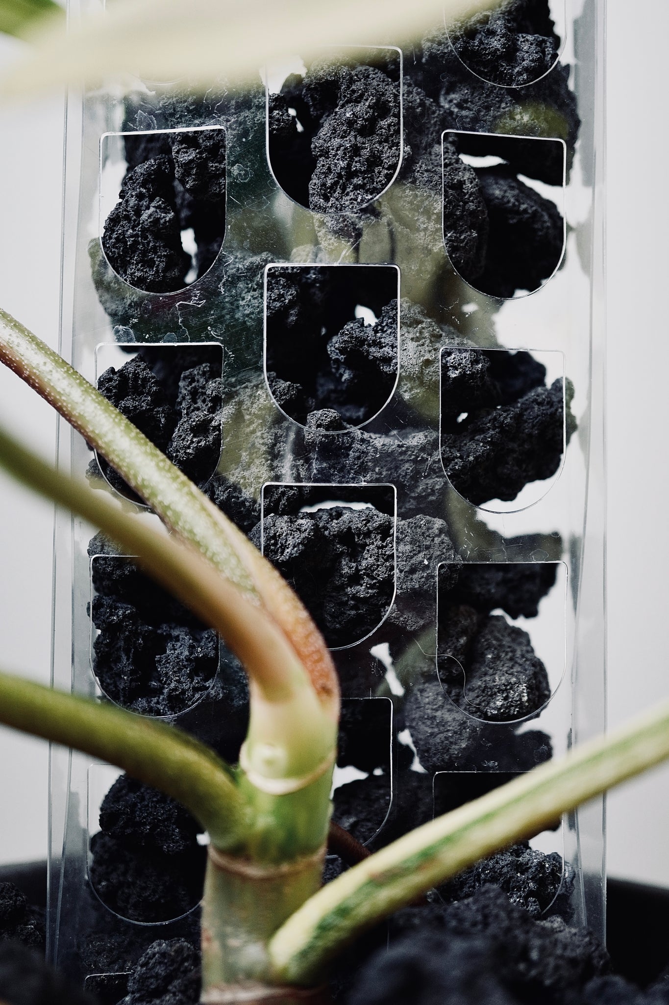 Moss Pole - Our Gentle Garden III