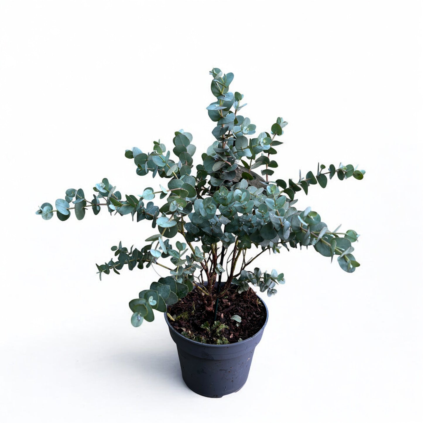 Eucalyptus Urnigera