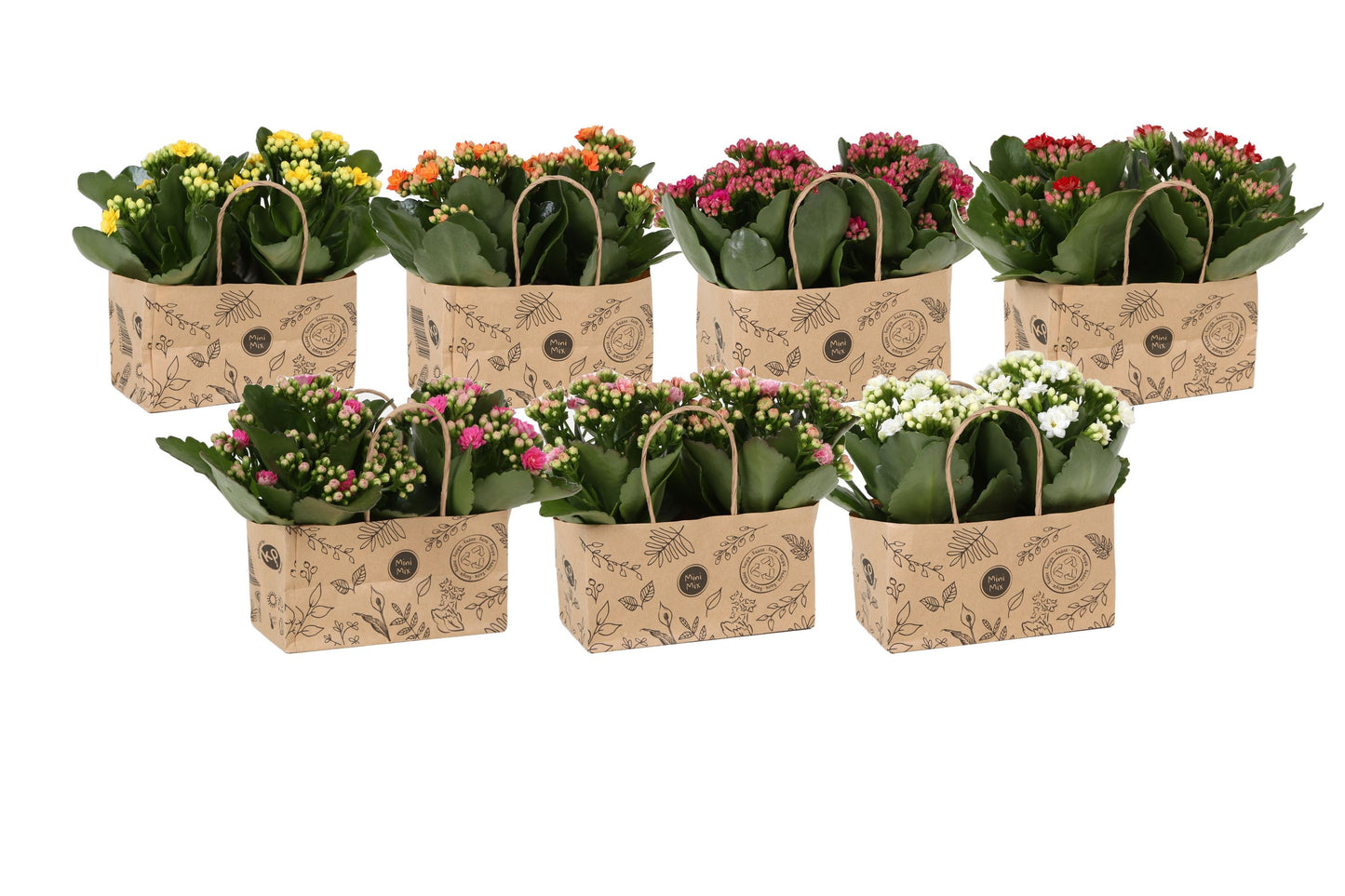 Kalanchoe in Bag