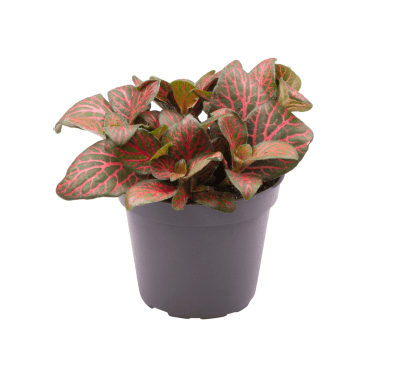 Fittonia - Nerve Plant