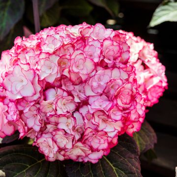 Hydrangea macrophylla 'Blauer Zwerg' (Pink/White)
