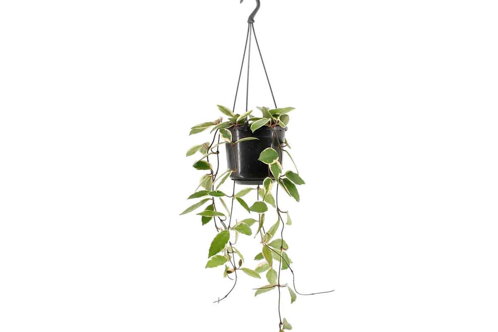 Hoya Flaming Dreams Hanging