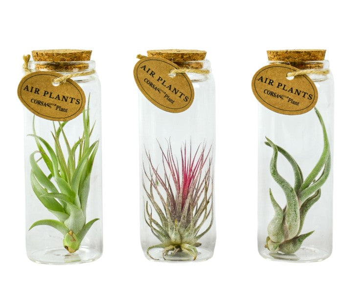 Air Plant Tillandsia in Glass