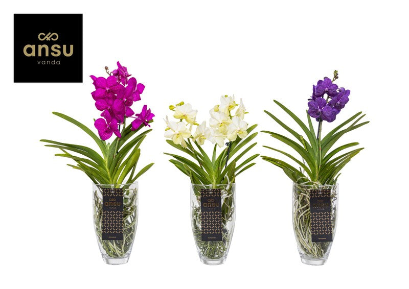 Vanda hybr mix + Glass Charlotte