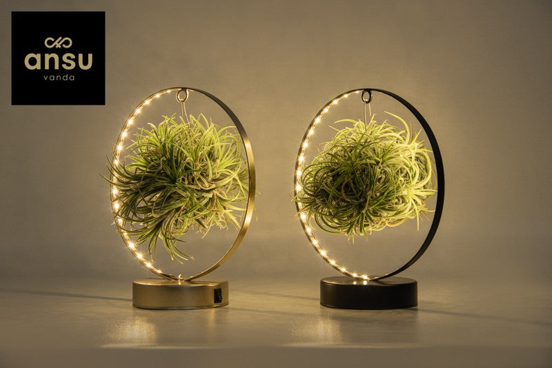 Air Plant in Metal Ring / Cube