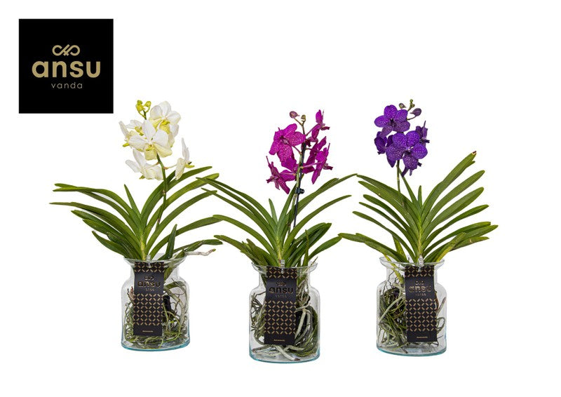 Vanda Orchid in Glass Pot