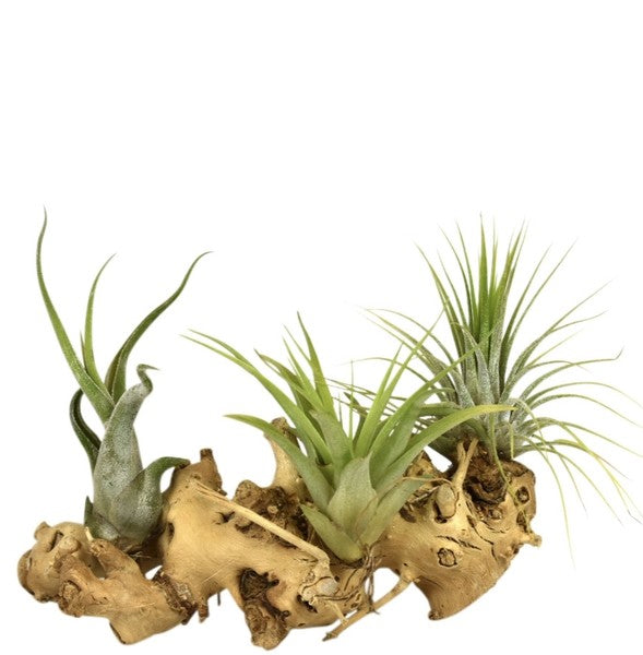 air plants mounted on wood Air Plant Tillandsia Wood mounted – Verd Houseplants