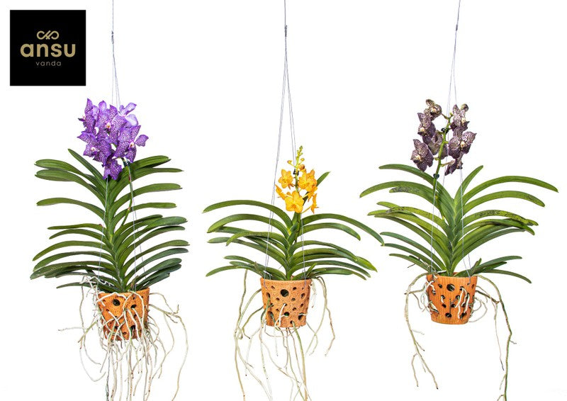 Vanda Orchid in Terracotta Pot