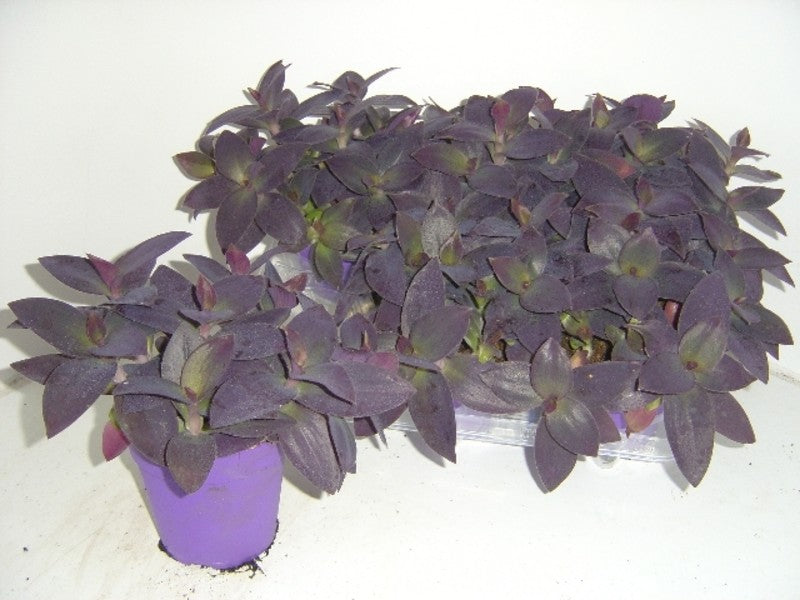 Tradescantia Palida