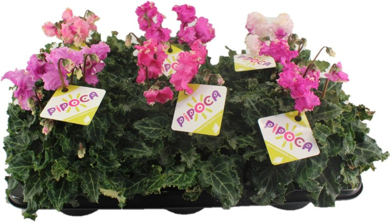 Cyclamen Pipoca Mixed