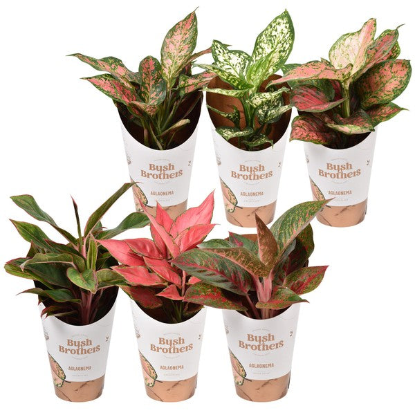 Aglaonema Mix