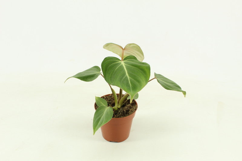 Philodendron Gloriosum