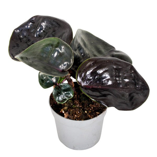 Geogenanthus ciliatus Midnight Pearl