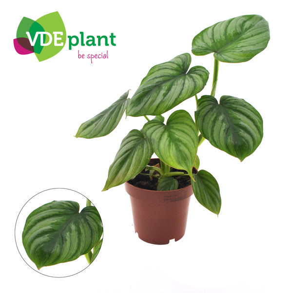 Philodendron Mamei