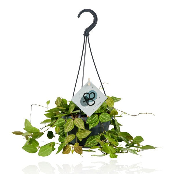 Dischidia ovata - String of Nickels