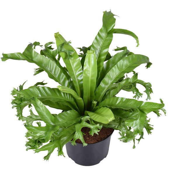 Asplenium nidus Crissie - Birds Nest Fern