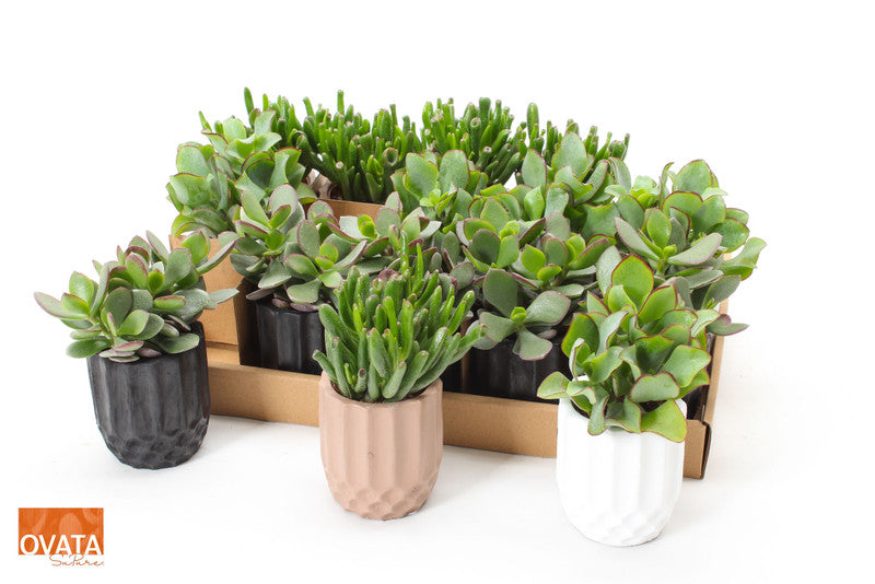 Crassula Mini Mix in Ceramic Kos