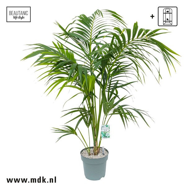 Howea forsteriana - Kentia Palm