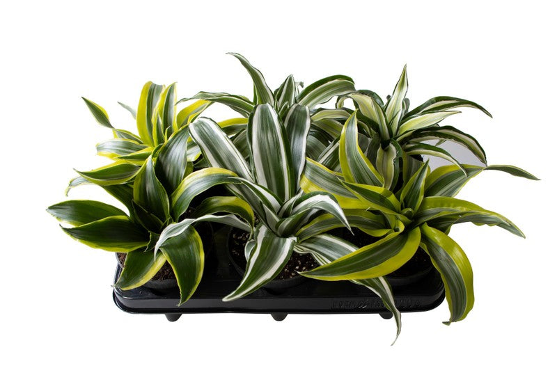 Dracaena Mix
