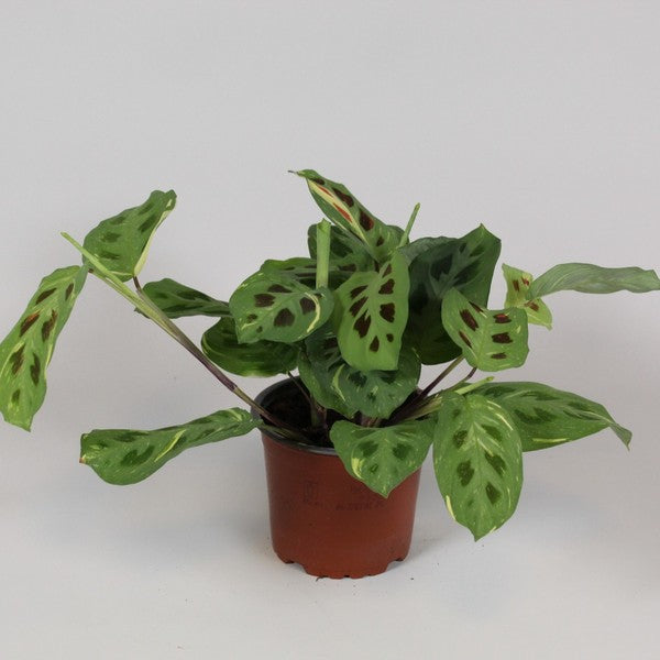 Maranta leuconeura Fascinator Variegata- Prayer Plant