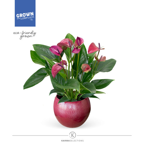 Anthurium andr Pure Purple + ceramic purple