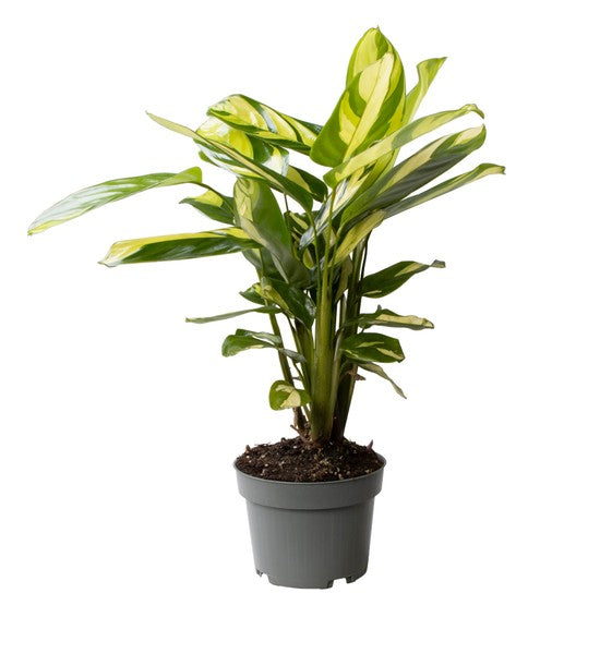 Ctenanthe Golden Mosaic