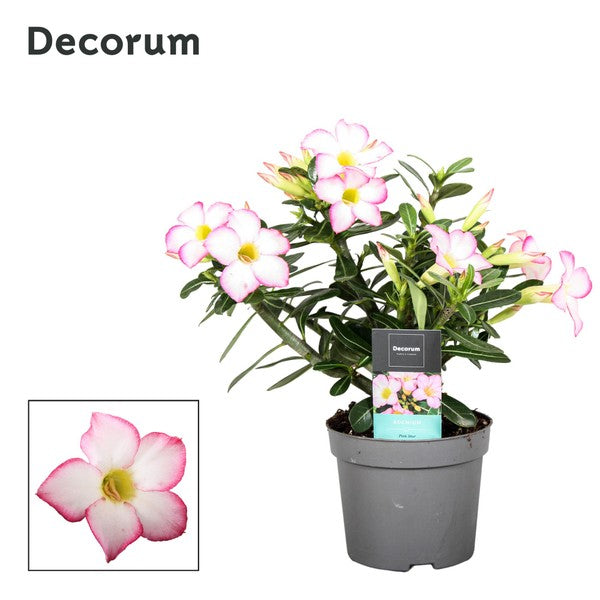 Adenium obesum Pinkstar - Desert Rose