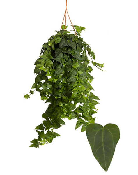 Hedera helix Mein Herz - English Ivy