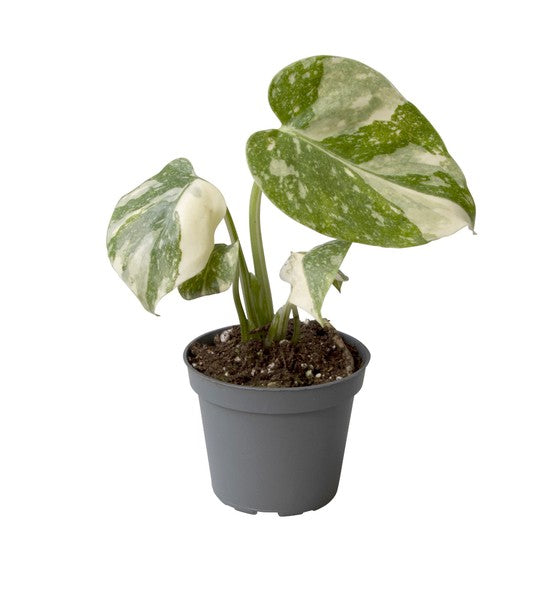 Monstera Variegata Thai Constellation