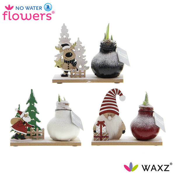 Amaryllis Bulb Wax Winter Wonderland