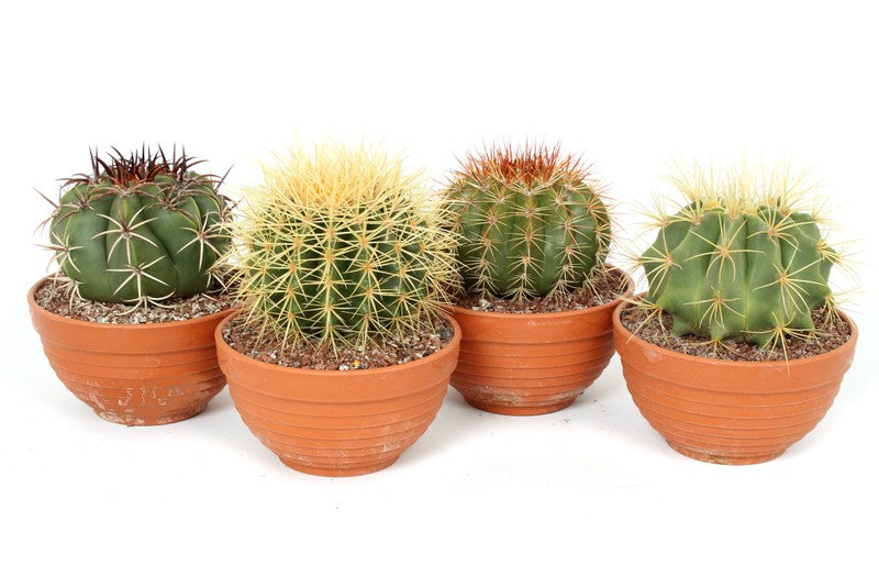 Cactus mix canarias CAN04