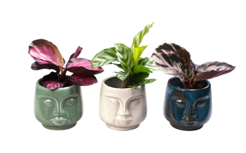 Calathea Mix + Ceramic Pot Face