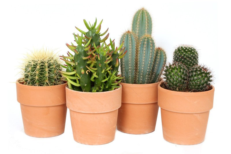 Cactus mix in Terracotta Pot