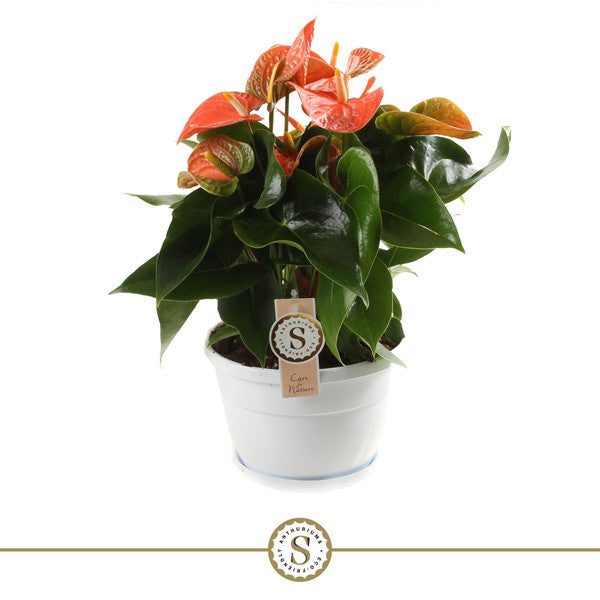 anthurium andr champion Anthurium andr Champion Orange – Verd Houseplants