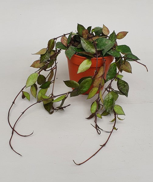 Hoya krohniana 'Black Leaves'