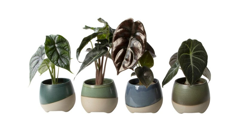 Alocasia Mini in Two Tone Pot 6cm