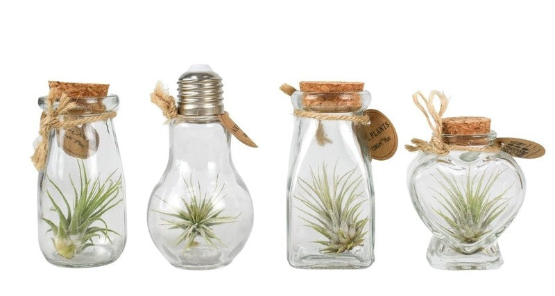 Air Plant Tillandsia in Glass