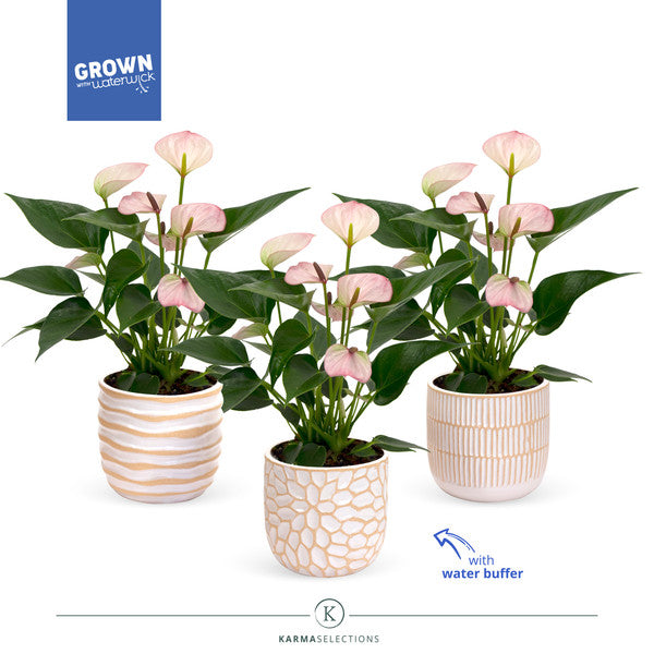 Anthurium andr Lipa Pink Mini + ceramic