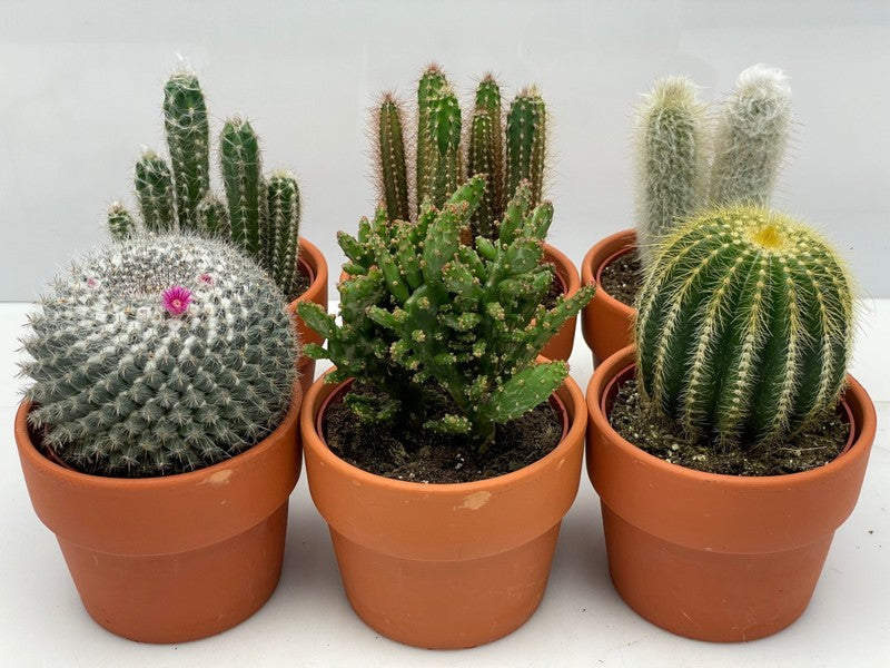 Cactus mix in Terracotta Pot