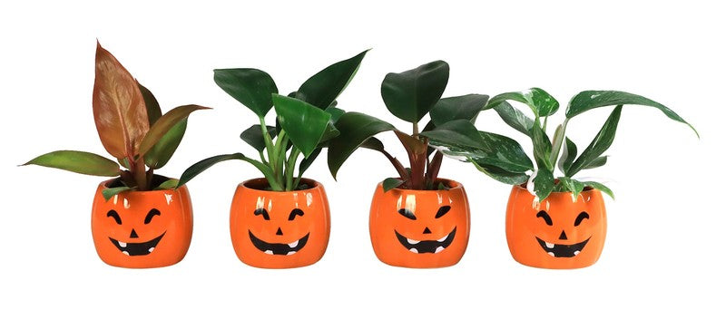 Philodendron Mix in Ceramic Pot Halloween