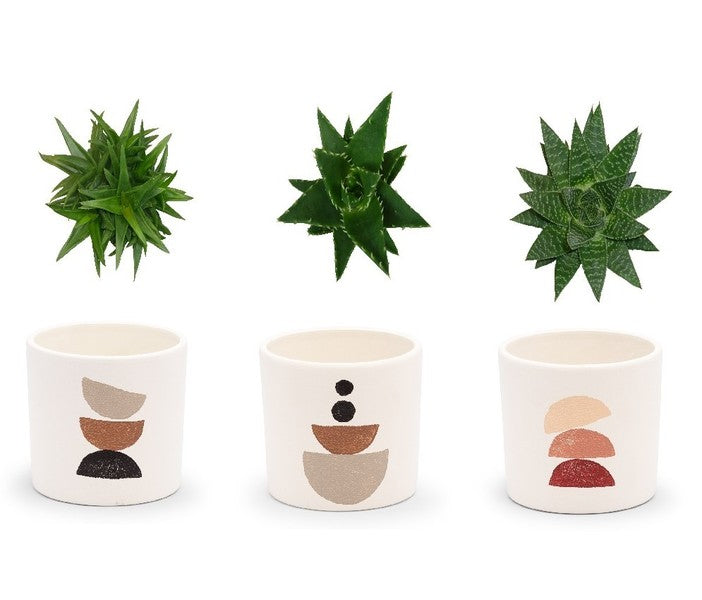 Aloe Mix + Ceramic Pot
