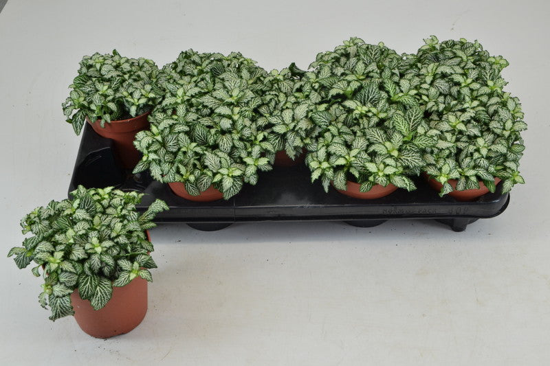 Fittonia - Nerve Plant