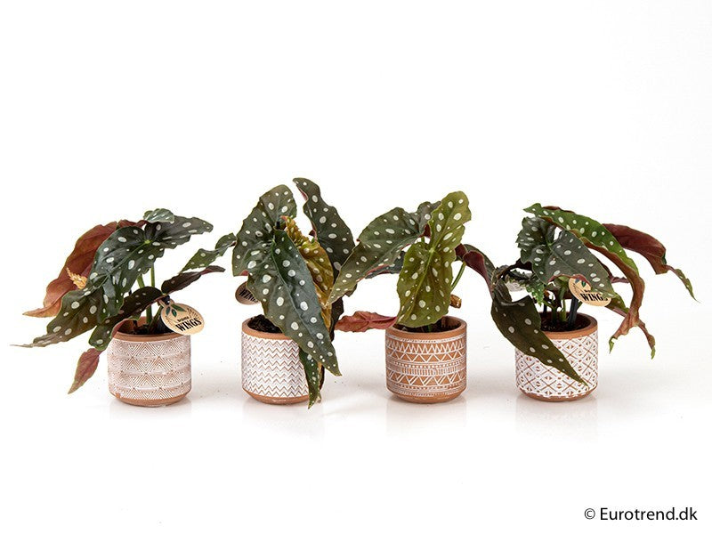 Begonia Maculata - Begonia Polka Dot