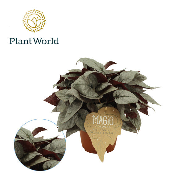 Begonia foliage Magic Colours Limbo