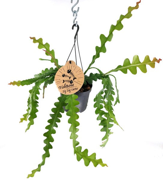 Epiphyllum anguliger - Fishbone Cactus