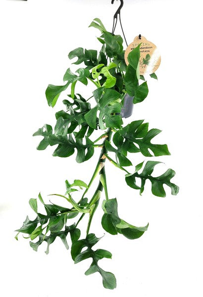 Rhaphidophora tetrasperma - Mini Monstera