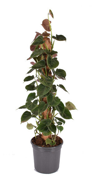 philodendron ireland Philodendron Lupinum – Verd Houseplants