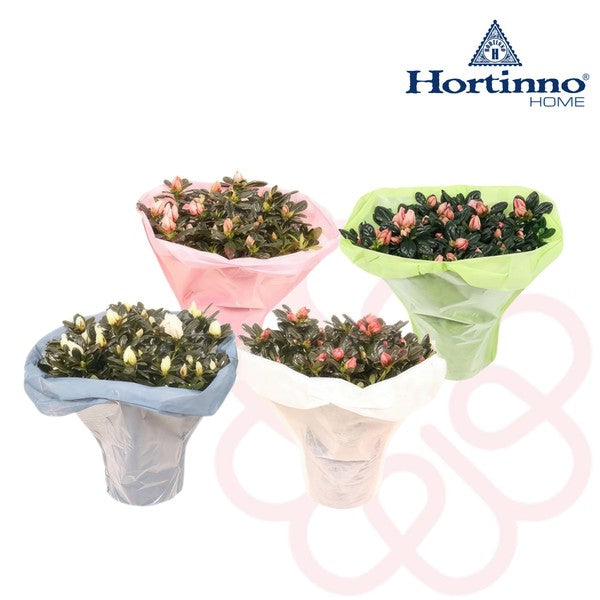 Azalea sims Hortinno® + sleeve